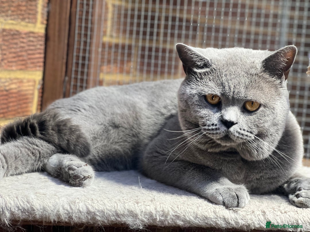Ragdoll cats for sale: 😍Ragdoll&British Shorthair Mix😍 - Advert 6