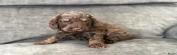 Cockapoo dogs for sale: Gorgeous F1 cockapoo puppies  - Advert 5