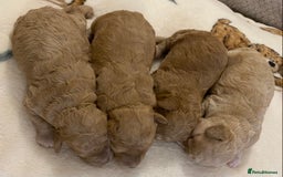 Cavapoo dogs for sale: Gorgeous Teddybear Cavapoo Puppies health checked  - Advert 34