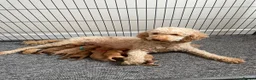 Cockapoo dogs for sale: Beautiful Cockapoo Puppies in Bristol - Advert 31