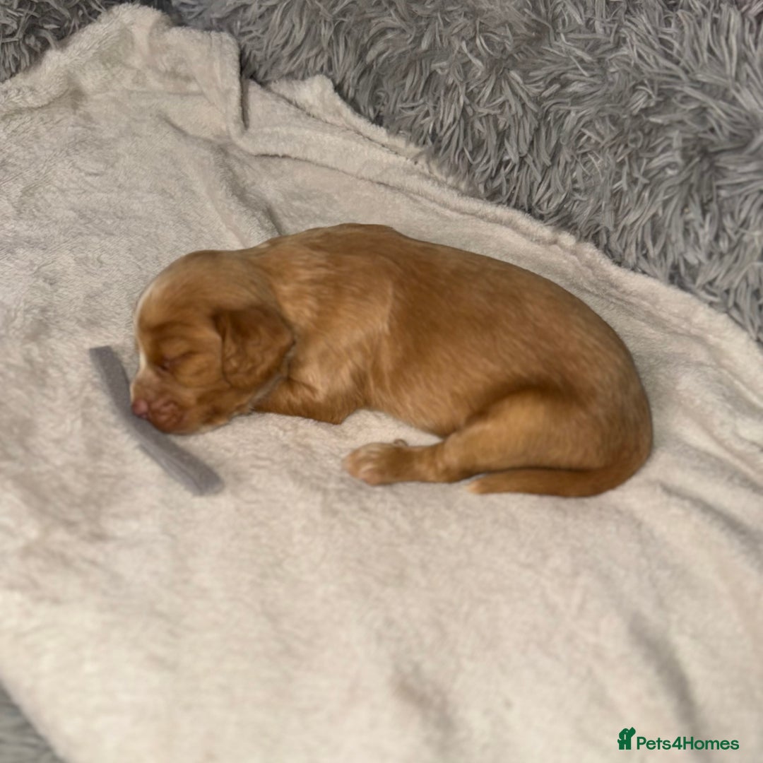 Cocker Spaniel dogs for sale: 🐶THE 8 MISFITS of SHEER BEAUTY🐶 - Advert 24