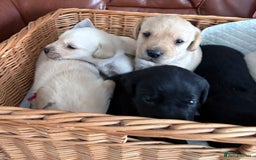 Labrador Retriever dogs for sale:  labrador retriever pups - Image 13