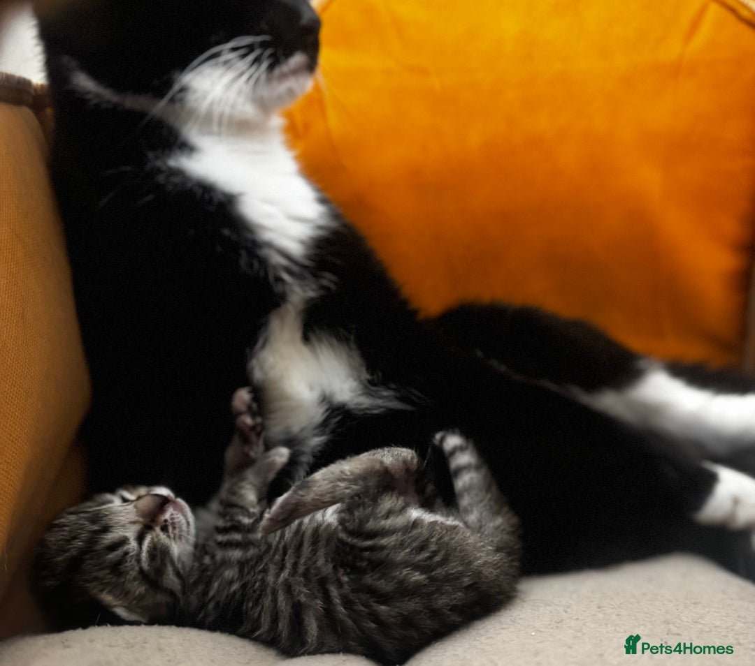 Mixed Breed cats for sale: One all black girl kitten left for her new home ❤️ - Image 4