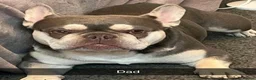 French Bulldog dogs for sale: French Bulldog Puppies in Swadlincote - Advert 6