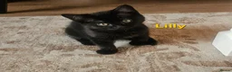 British Shorthair cats for sale: British Short Haired and Turkish Angora mix  - Advert 17