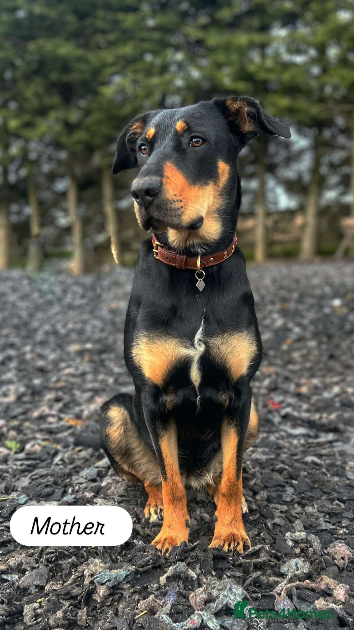 Mixed Breed dogs Stunning Dobermann X Huntaway Puppies ✨ - Advert 2