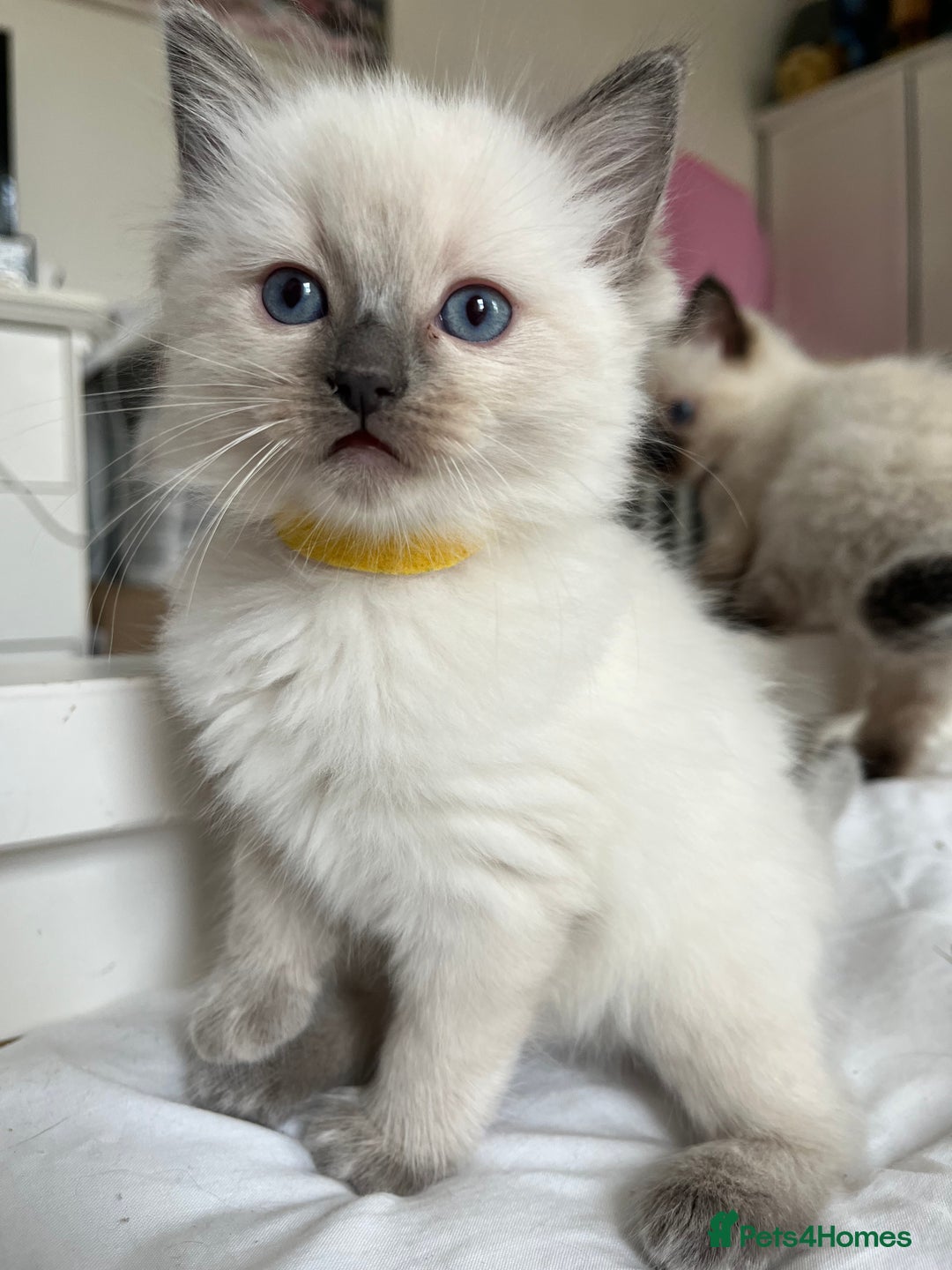 Ragdoll cats for sale: Ragdoll kittens  - Image 10