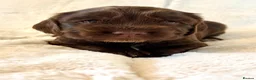 Cocker Spaniel dogs for sale: Health Tested KC Reg Showline Cocker Spaniel Pups - Advert 27