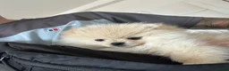 Pomeranian dogs for sale: Beautiful Pomeranian Puppy  - Advert 6