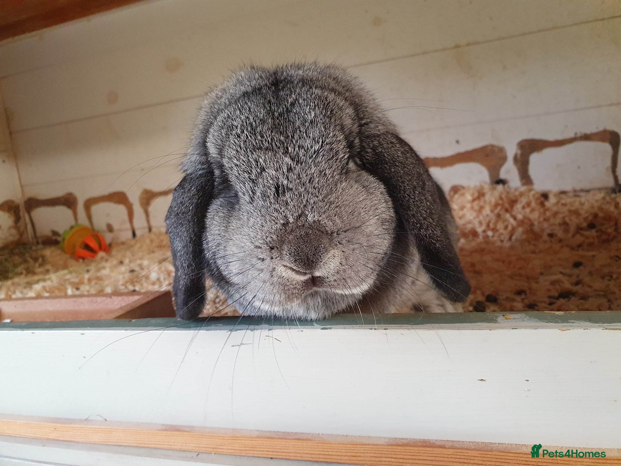 Mini Lop rabbits Spayed and neutered rabbits for adoption VAC rhd2  - Advert 2