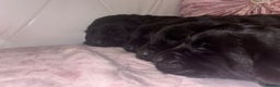 Goldador dogs for sale: Gorgeous Black Goldador Pups - Advert 2