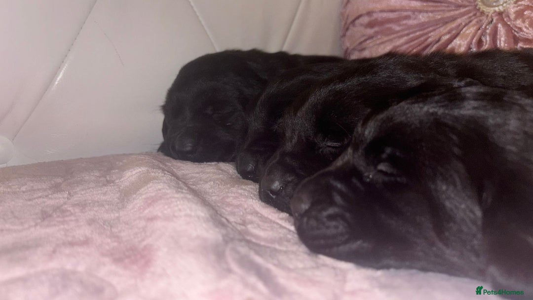 Goldador dogs for sale: Gorgeous Black Goldador Pups - Advert 2