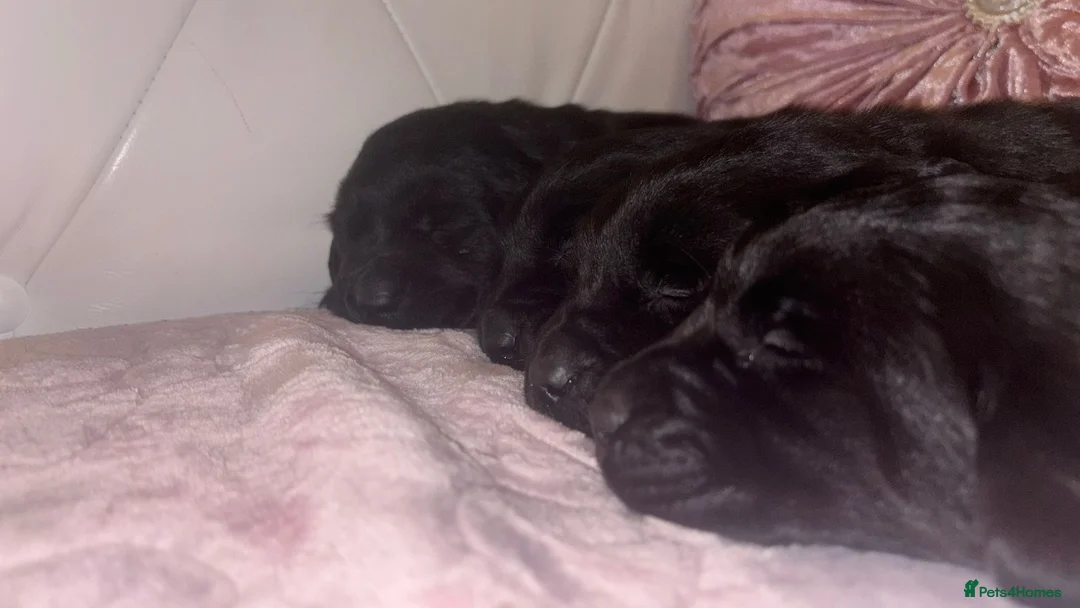Goldador dogs for sale: Gorgeous Black Goldador Pups - Advert 2