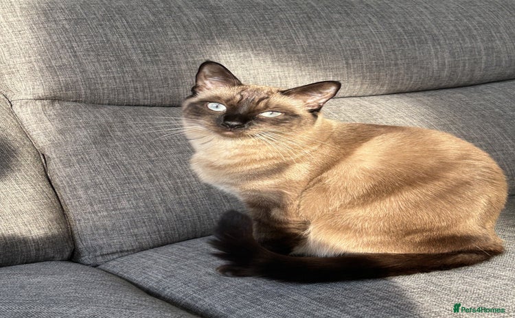 Siamese cats - Advert 2