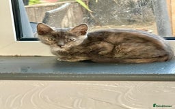Khao Manee cats for sale: Stunning litter heterochromia kittens  - Image 3