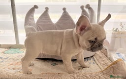 French Bulldog dogs for sale: Stunning platinum and lilac fawn boys and girls - Image 16