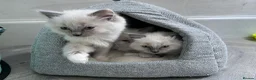 Ragdoll cats for sale: Blue Tortie Point Mitted Ragdoll Kittens in Haddington - Advert 5