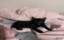 Mixed Breed cats for sale: Kittens - Image 6