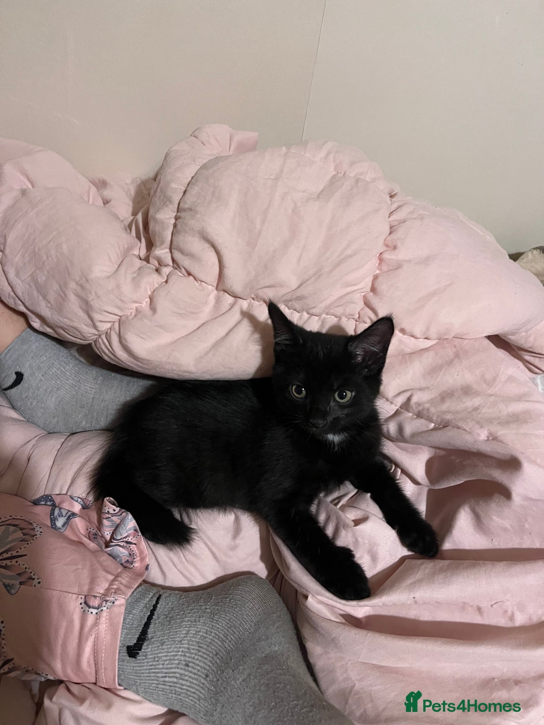 Mixed Breed cats for sale: Kittens - Image 6