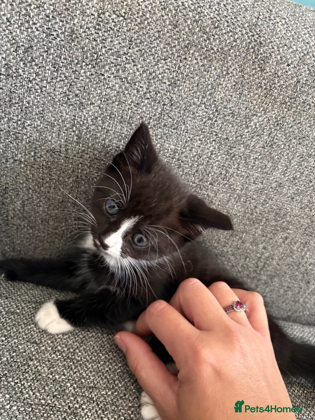 Mixed Breed cats for sale: Cute babies  - Advert 8