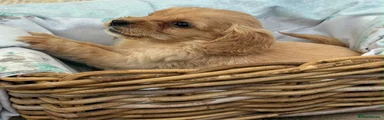 Cockapoo 7