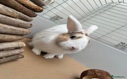 Mixed Breed rabbits for sale: Name caspa - Image 1