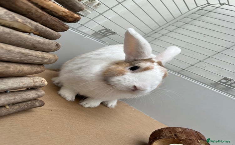 Mixed Breed rabbits - Advert 2