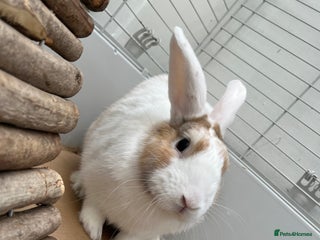 Mixed Breed rabbits - Advert 14