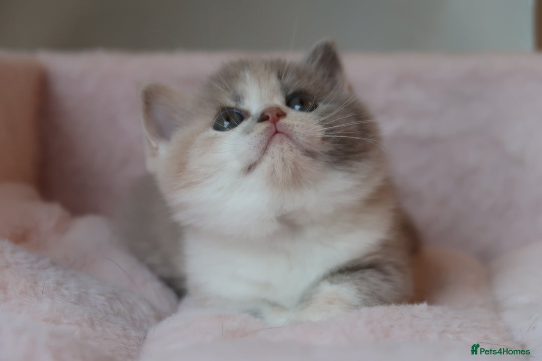 British Shorthair cats for sale: BSH/BLH Females TICA Reg  - Image 4