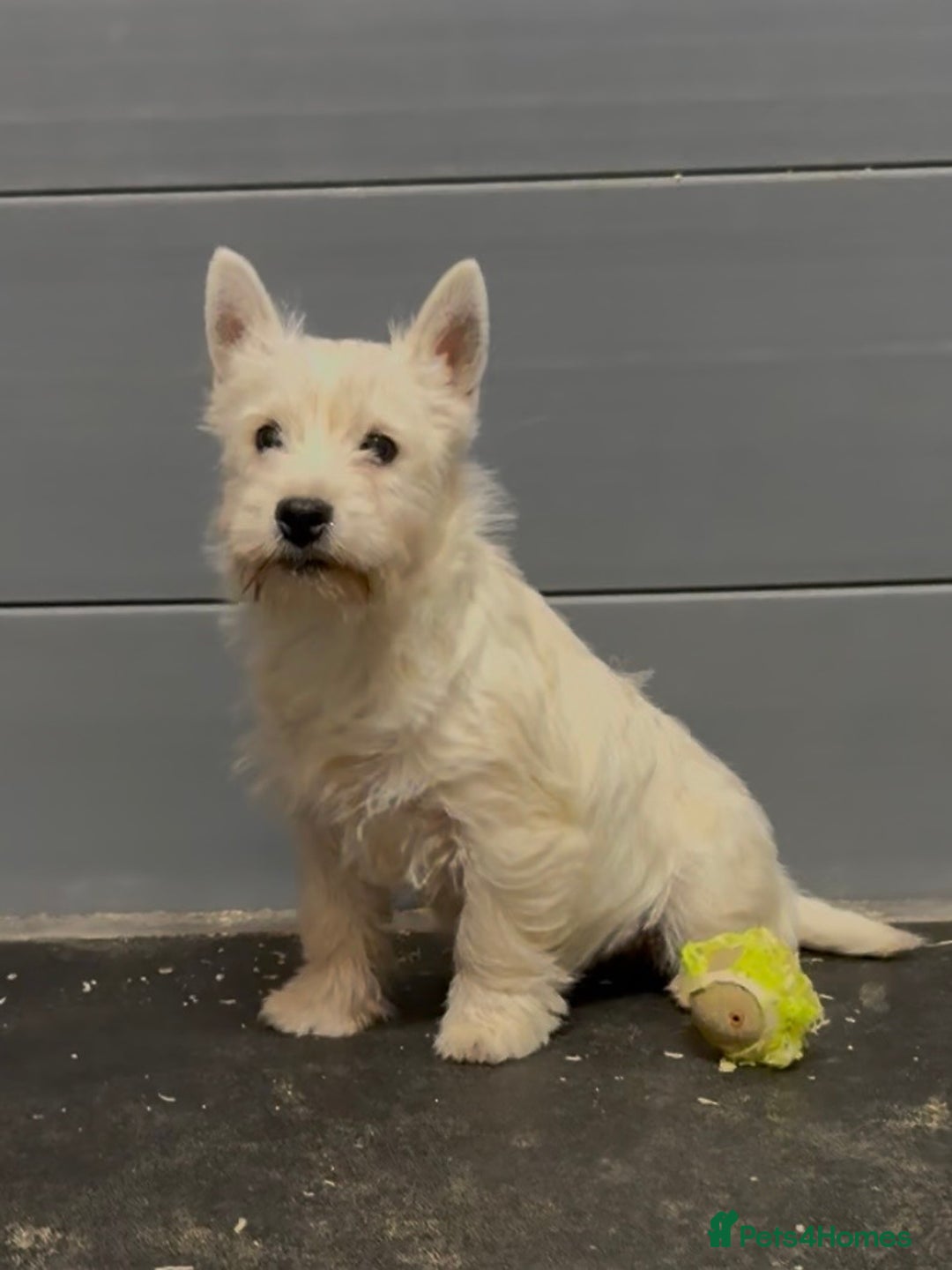 West Highland Terrier dogs for sale: West Highland Terrier pups Dad show bloodlines - Advert 3