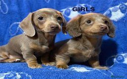 Dachshund dogs for sale: Dachshunds  - Image 13