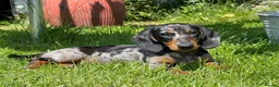 Miniature Dachshund dogs for sale: 4 Gorgeous Miniature Dachshund puppies - Advert 11