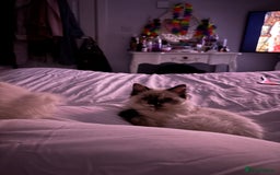 Ragdoll cats for sale: Ragdoll kitten  - Image 4