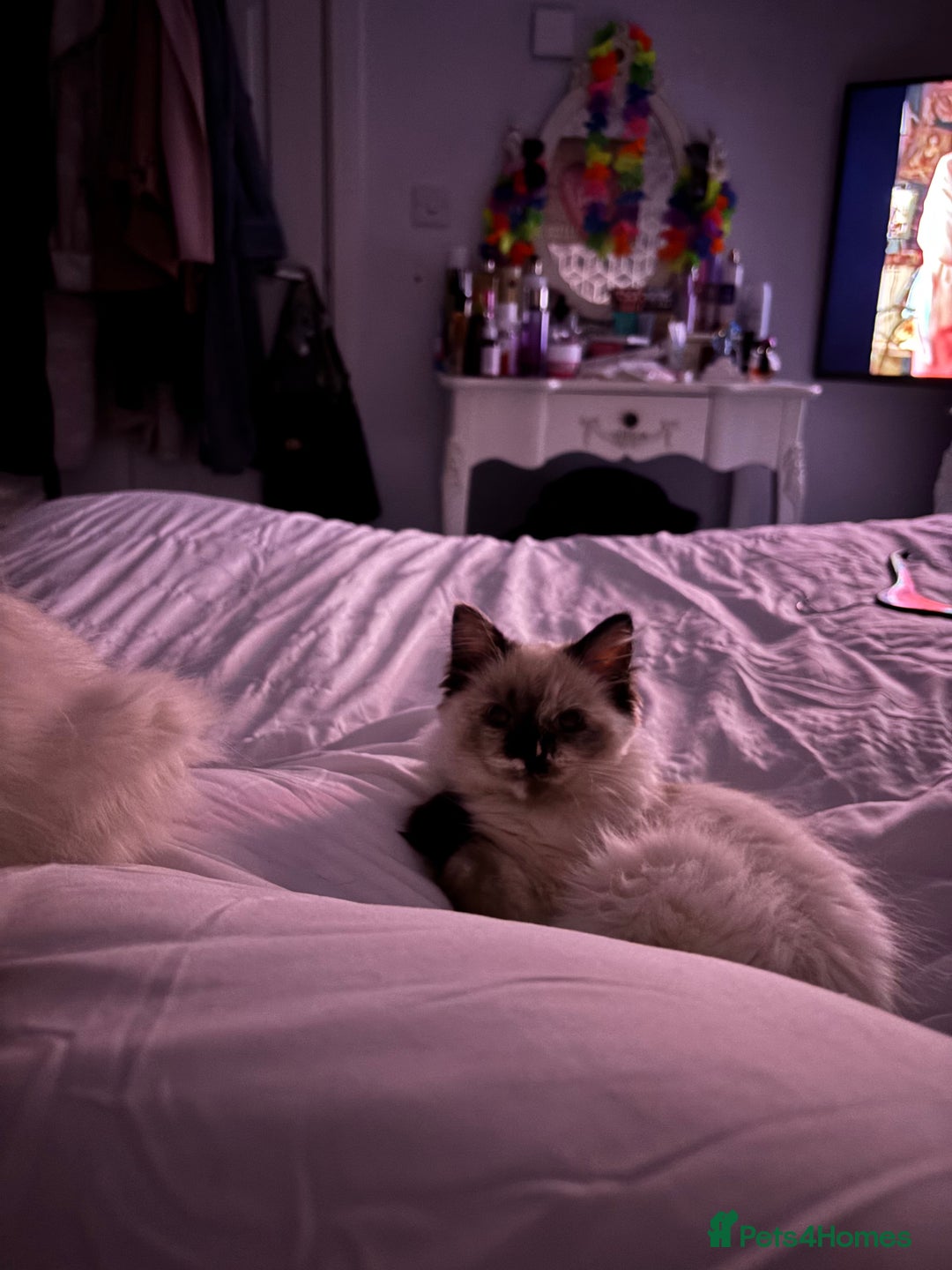 Ragdoll cats for sale: Ragdoll kitten  - Image 4