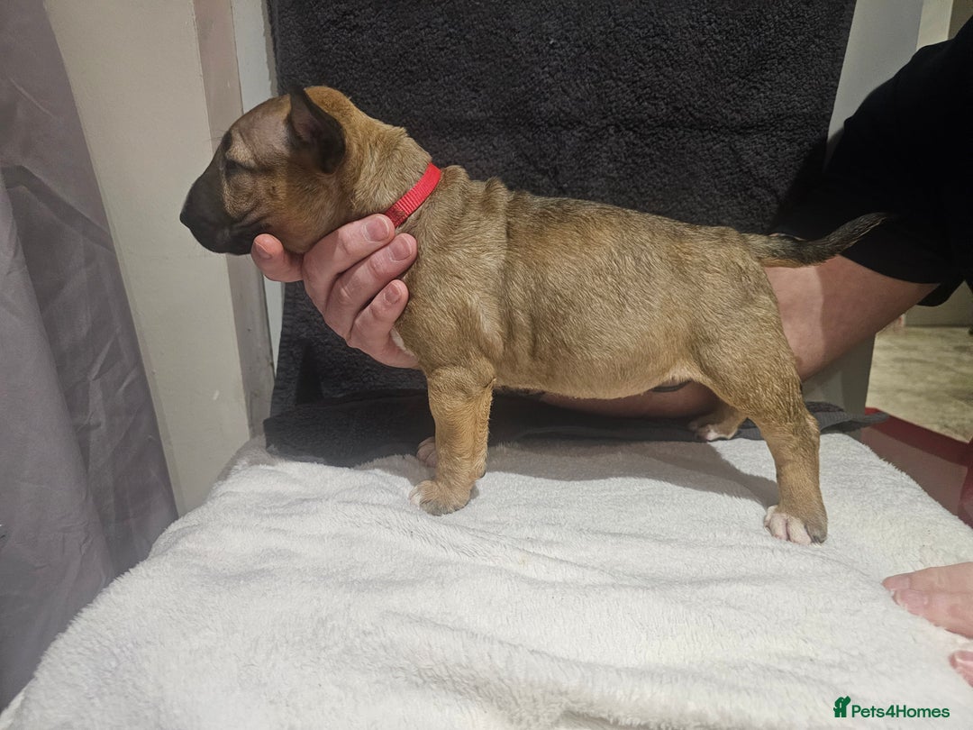 English Bull Terrier dogs for sale: Top Quality KC English Bull Terrier Puppies - Advert 11