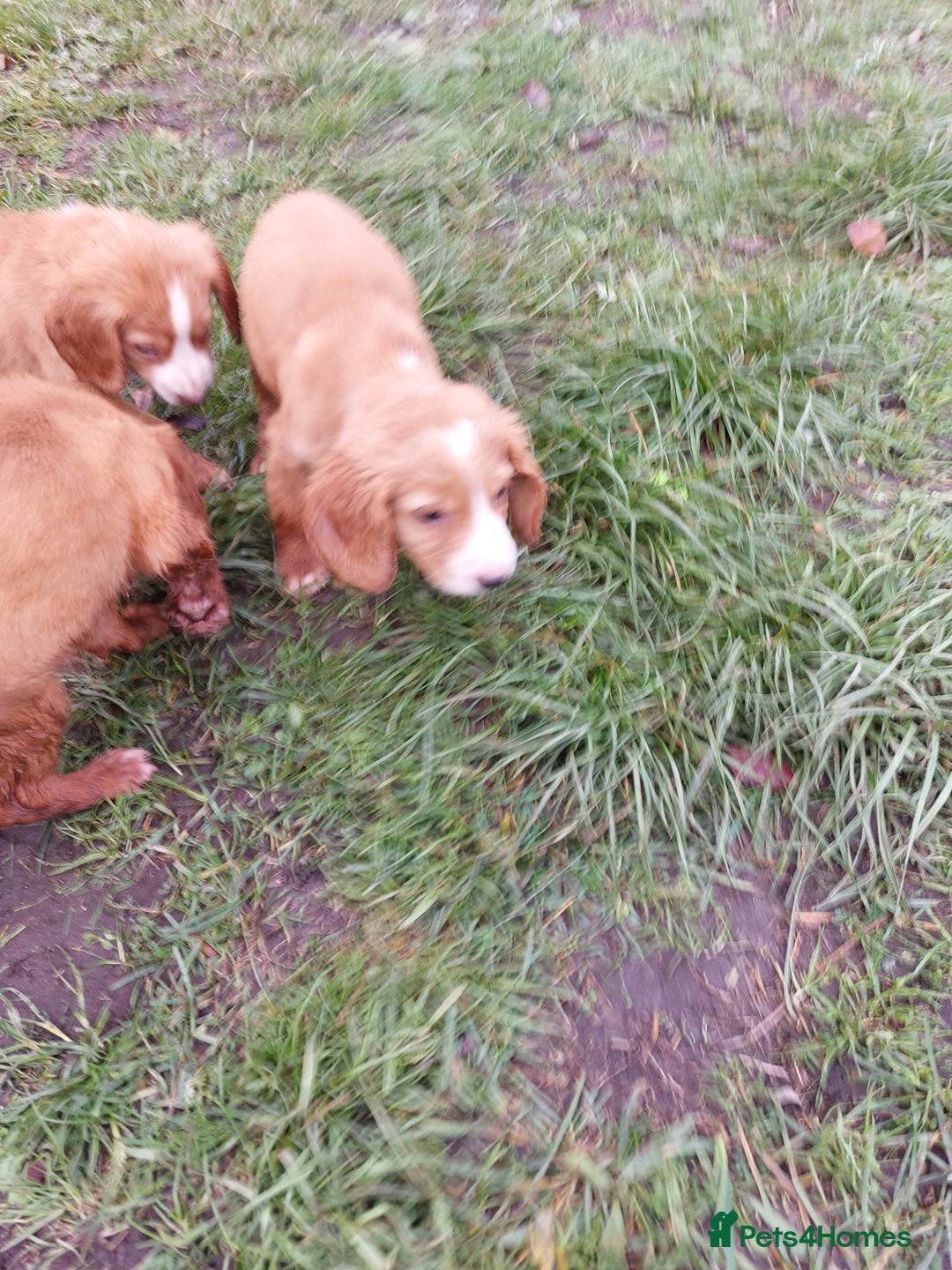 Cocker Spaniel dogs for sale: Working cocker spaniel puppies  - Advert 2