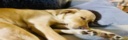 Goldador dogs for sale: 5 year old Goldador  in Derby - Advert 2