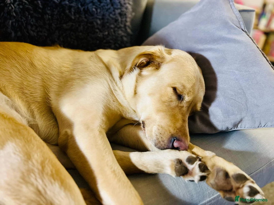 Goldador dogs for sale: 5 year old Goldador  in Derby - Advert 2