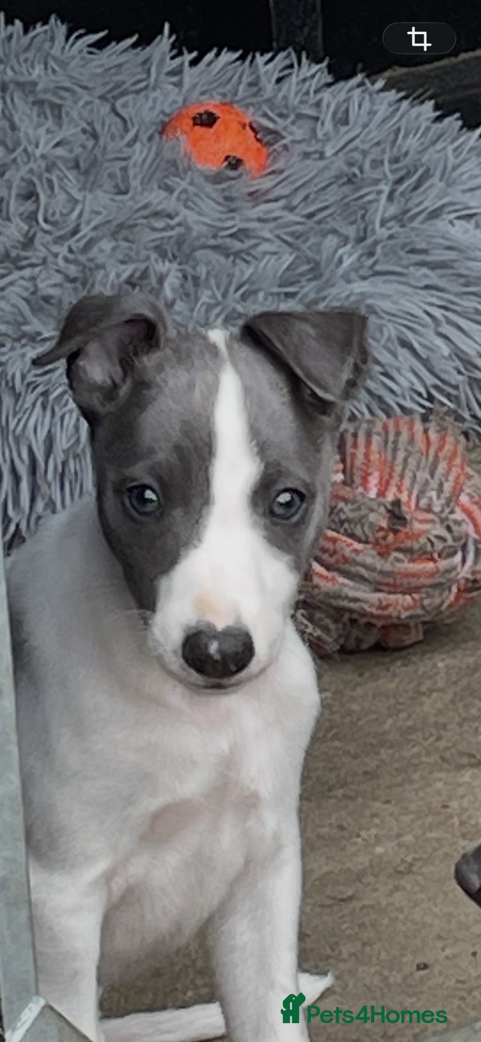 Whippet dogs Whippet Puppies for sale  - Advert 1