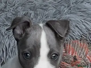 Whippet dogs Whippet Puppies for sale - Advert 2