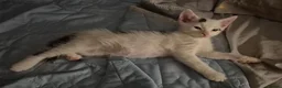 Mixed Breed cats for sale: White with black spots.  - Advert 3