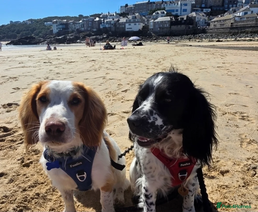 Bocker dogs for sale: Rosie and Bear - Advert 1