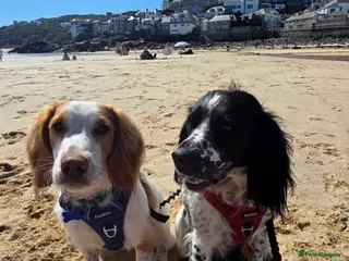 Bocker dogs Rosie and Bear - Advert 1