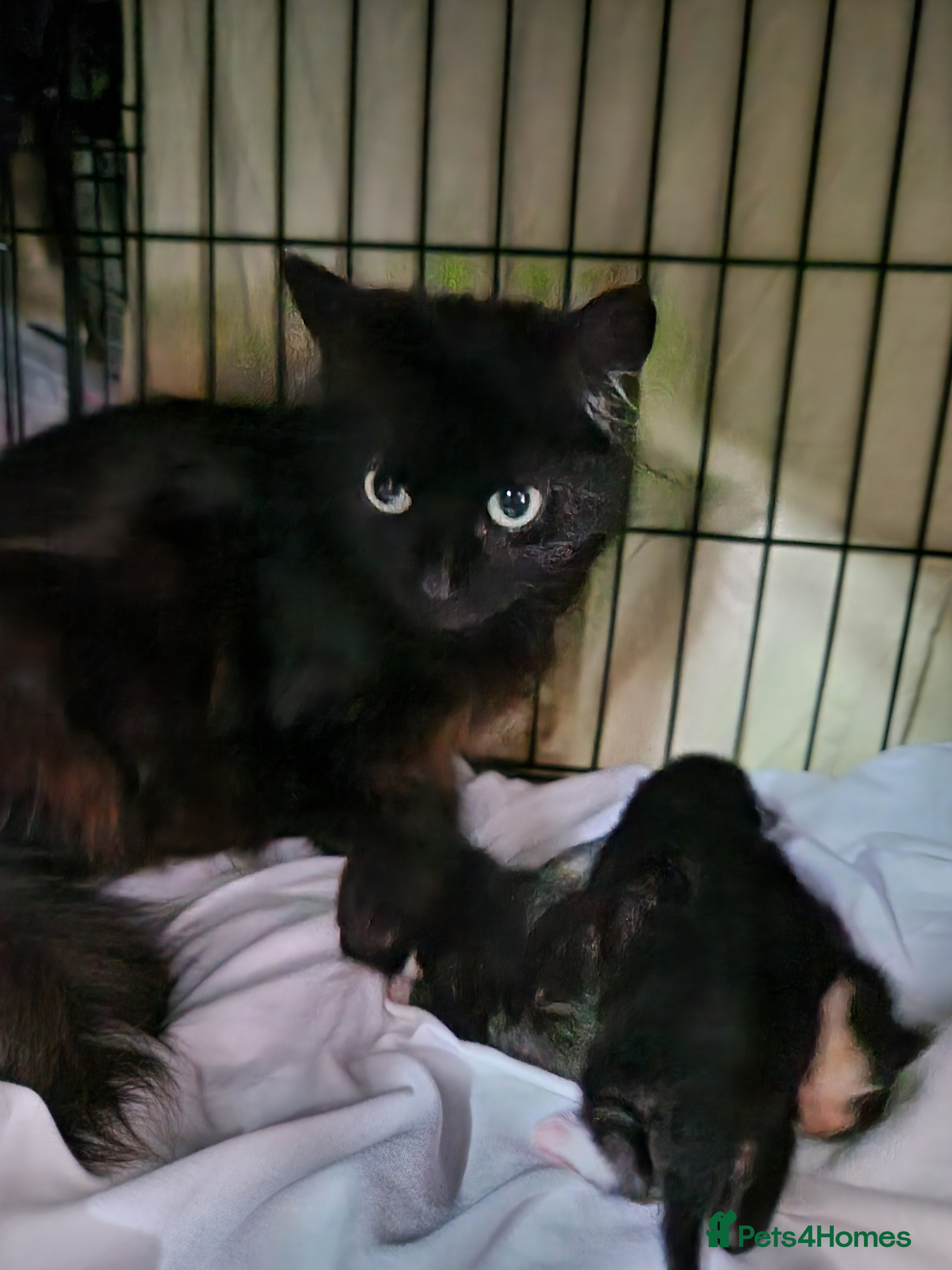 Maine Coon cats Maine coon x - Advert 2