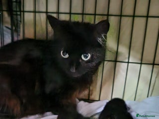 Maine Coon cats Maine coon x - Advert 2