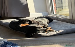 Miniature Dachshund dogs for sale: 2x Miniature Dachshund  - Image 4