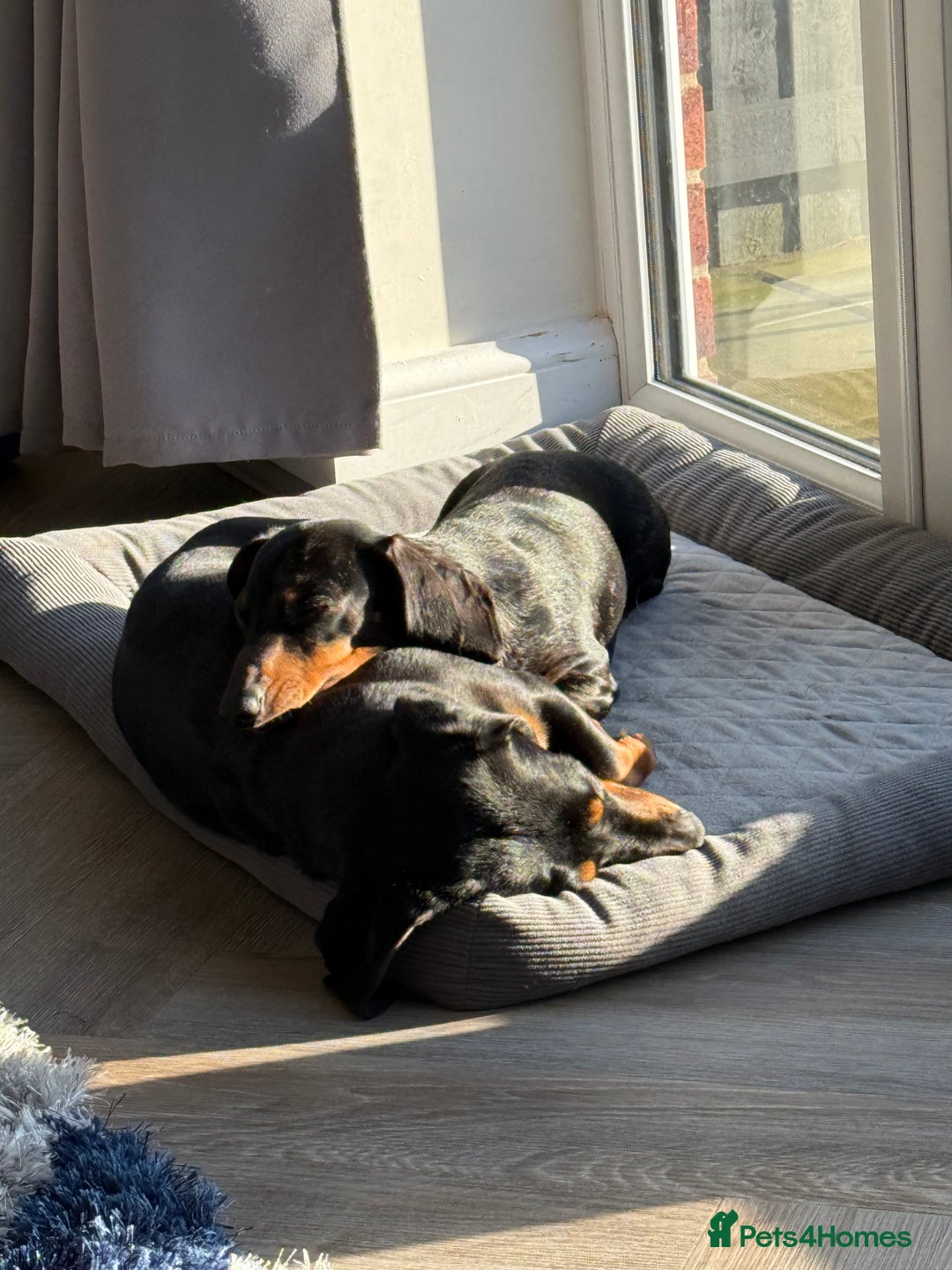 Miniature Dachshund dogs for sale: 2x Miniature Dachshund  - Image 4
