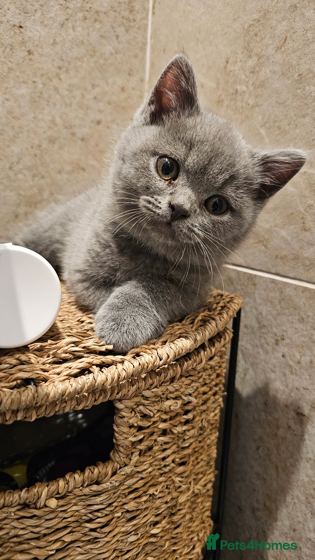 British Shorthair cats for sale: Beautiful Pedigree British Blue Kittens  🐾 - Advert 21
