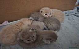Ragdoll cats for sale: Gorgeous Longhair Ragdoll Kittens - Image 3