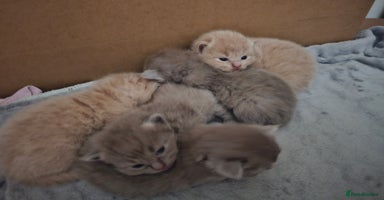 Ragdoll cats - Advert 14